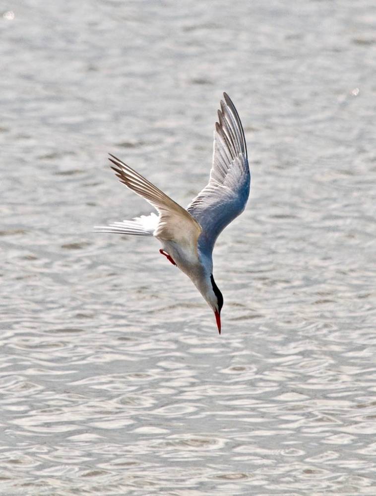 Common Tern diving by CarolineG2011 is licensed under CC BY-SA 2.0